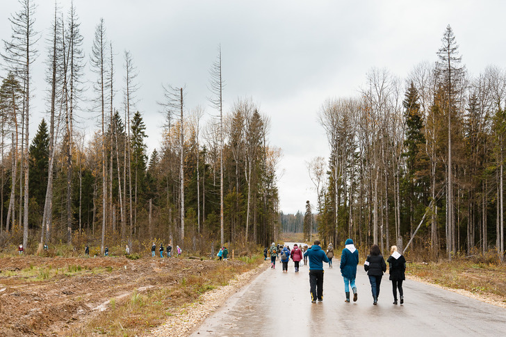 Масштабная программа по восстановлению Подмосковных лесов стартовала в Красногорском районе